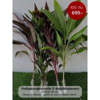 ราคา กิ่งต้นหมากผู้หมากเมีย 5 พันธุ์ เขียวและแดง 100 ต้น ความสูง 60 ซม 100 stems of 5 mixed variety cordyline plants (21169763891)