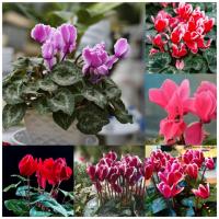 ราคา พร้อมสต็อกในประเทศไทย 50Pcs pack Cyclamen Seeds Flowers Plants ไม้จริง ต้นบอนสีทุกสี บอนสีสวยๆ บอนสีชายชล บอนสี บอนสีหายาก เมล็ดดอกไม้ ต้นไม้มงคล ต้นไม้ฟอกอากาศ เมล็ดพันธุ์พืช เมล็ดดอกไม้ พรรณไม้ ต้นไ