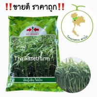 ราคา เมล็ดผักบุ้งจีนไผ่เงิน 1 kg ศรแดง ผักบุ้ง ใบเรียวเล็ก สีเขียวสด ลำต้นตรง น้ำหนักดี ขายดี ประหยัด (9458868591)