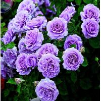ราคา 25เมล็ด เมล็ดกุหลาบ อังกฤษ พันธุ์เลื้อย สีม่วง สายพันธุ์ของแท้ 100 เมล็ดกุหลาบ ดอกกุหลาบ ปลูกกุหลาบ กุหลาบหนู อัตรางอก70 80 Rose seeds (9078601577)