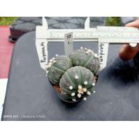 ราคา แอสโตร คัดหน้าไม้ Astrophytum asterias ต้นกระบองเพชร ต้นแคคตัส แคคตัส กระบองเพชร (16266369709)