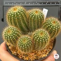 ราคา กลีบมะเฟือง กอ Parodia Magnifica แคคตัส กระบองเพชร cactus succulent (18287912751)