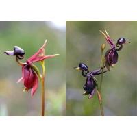ราคา 20 เมล็ดพันธุ์ เมล็ดกล้วยไม้ กล้วยไม้ Orchid flower seed อัตราการงอก 80 85 (11650888959)