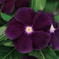 ราคา 20 เมล็ด ดอกแพงพวย แพงพวยฝรั่ง เมล็ดดอกไม้ Vinca Periwinkle Seeds สายพันธุ์ Blackberry (21271969352)
