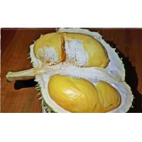 ราคา ต้นทุเรียน พันธุ์โบราณ ทุเรียน เมืองนนท์ พันธุ์ ทับทิม สูง70ซม ในถุงชำ (17678904061)