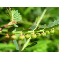 ราคา ขายส่ง 100 กรัม สมุนไพรหญ้าใต้ใบ Phyllanthus urinaria Linn หญ้าใต้ใบ ลูกใต้ใบตากแห้ง สมุนไพร ออร์แกนิค ชื่ออื่นว่า ต้นใต้ใบ หญ้าลูกใต้ใบ ไฟเดือนห้า (6746014029)