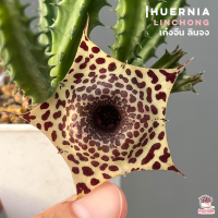 ราคา เก๋งจีน ลินจง Huernia linchong แคคตัส กระบองเพชร cactus succulent (14732317325)