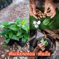 ราคา ต้นเนียมหอม ชุดละ 2ต้น สมุนไพรโบราณ เป็นยาดอง อ้มเนียม คนโบราณจะเด็ดใบแล้วนำไปย่างไฟจะส่งกลิ่นหอมแบบน้ำนมข้าวบางท่านนำอ้มเนียมย่างไฟแล้วนำไปดองเหล้าจากกลิ่นฉุนก็จะทำให้มีกลิ่นหอมมาก (16208300035)