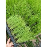 ราคา ต้นกล้าหอมแบ่ง ผักออแกนิกส์ ต้นกล้าผักโฮโดรโปรนิกส์ ต้นกล้าผักสวนครัว (21236277052)