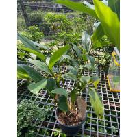 ราคา กระวาน กระวานไทย camphor ต้นกล้ากระวานทำอาหาร (18226029054)