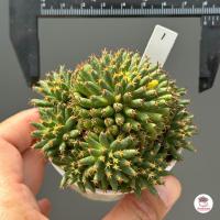 ราคา แมมบรู Mammillaria camptotricha cv Bru แคคตัส กระบองเพชร cactus succulent (13816953251)