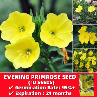 ราคา ขายเมล็ดพันธุ์ ประเทศไทยพร้อมสต็อก คละได้ 10 แคปซูล เมล็ดพันธุ์ เมล็ดไฮเดรนเยีย Yellow Evening Primrose Seeds Flower Seeds เมล็ดดอกไม้ ต้นไม้บอลสี ตกแต่งสวน ต้นไฮเดรนเยีย พันธุ์ดอกไม้ ต้นดอกไม้สวยๆ ไ 