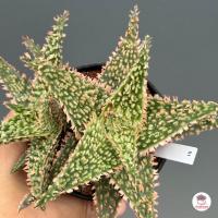 ราคา Aloe Hybrid seedlings อโลไฮบริด ไม้เมล็ด 100บาท ทุกต้น ไม้อวบน้ำ กุหลาบหิน cactus succulentหลากหลายสายพันธุ์ (12844662492)
