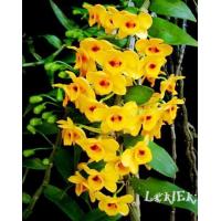 ราคา เอื้องแววมยุรา กล้วยไม้ ตระกร้า 4 นิ้ว 8 ลำต้น ต้นสูง 1 ฟุต ออกดอก มีนาคม เมษา กล้วยไม้ป่าแท้ กล้วยไม้ป่าหอม กล้วยไม้ป่าขวด Taeng Suan shop (13420929010)