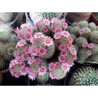 ราคา 30 เมล็ด ขนนกเหลืองดอกชมพู แมมขนนกเหลือง Mammillaria Schiedeana เมล็ดกระบองเพชร แคคตัส (7983633231)