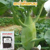 ราคา คะน้าหอม คะน้า เมล็ดพันธุ์ คะน้าเห็ดหอม ปลูกง่าย โตเร็ว บรรจุ 90 200 เมล็ด 10 แถม 1 คละได้ (19601799900)