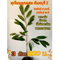 ราคา ทุเรียนจันทบุรี 2 พ่อพวงมณี แม่ชะนี (3255490076)