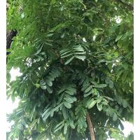 ราคา ขายส่ง 100 เมล็ด เมล็ดยมชวน Khaya senegalensis Juss ต้นไม้หน้าฝน สมุนไพร พืชเศรษฐกิจ ไม้ยืนต้น ไม้หายาก Gambia mahogany khaya wood Senegal mahogany (20828107326)