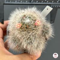 ราคา แมมขนแมว ดอกชมพู ดอกลายขีด Mammillaria Bocasana แคคตัส กระบองเพชร cactus succulent (7114212537)