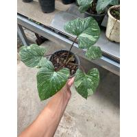 ราคา ต้น เสน่ห์จันทร์ประกายดาว โอกินาวา (18305316786)