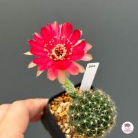 ราคา อิชินอปซิส โลบิเวีย Echinopsis Lobivia แคคตัส กระบองเพชร cactus succulent (20438114142)