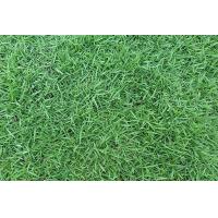 ราคา ขายส่ง 1000000 เมล็ด เมล็ดหญ้าญี่ปุ่น Japanese Lawn Grass หญ้าปูสนาม สนามหญ้า พืชตระกูลหญ้า เมล็ดพันธ์หญ้า ชนิดหญ้า สนามหญ้าและสวน (2189534071)