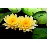 ราคา 100 เมล็ด เมล็ดบัว Lotus สีเหลือง บัวแคระ บัวจิ๋ว เมล็ดพันธุ์ ดอกบัว ปลูกบัว เม็ดบัว Lotus Water Lily Pond Seeds (8668864686)