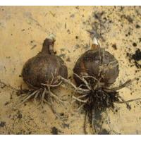 ราคา นกวักนางพญาหงสาวดี 3หัว ชุด ว่านมหาลาภ Amaryllidaceae (7994236314)