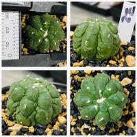 ราคา แอสโตรไฟตัม กิ๊กโกะ ลิซซาร์ดสกิน astrophytum asterias kikko lizardskin กระดองเต่า กระบองเพชร แคคตัส Cactus (19564684145)