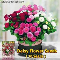 ราคา เมล็ดพันธุ์ ดอกเดซี่ เมล็ดเดซี่ บรรจุ 10 เมล็ด Daisy Flower Seed เมล็ดดอกไม้ เมล็ดดอกไม้ บอนสีราคาถูก เมล็ดบอนสี ต้นไม้มงคล บอนสี เมล็ดพันธุ์ดอกไม้ ไม้ประดับ ดอกไม้ปลูกสวยๆ พันธุ์ดอกไม้ ดอกไม้ปลูก แต่
