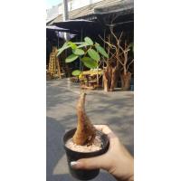 ราคา ต้นมะยมเงินมะยมทอง ไม้บอนไซ ไม้โขด แตกใบแล้วทุกต้น จัดส่งพร้อมกระถาง 4 นิ้ว ลำต้นสูงรวมใบ 20 ซม (1149260385)
