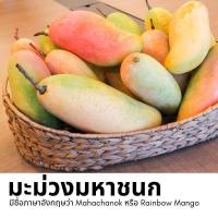 ราคา ต้นพันธุ์ มะม่วงมหาชนก มะม่วงพันธุ์ไทย นามพระราชทาน หอมหวาน ต้นเตี้ย มะม่วงผลใหญ่ยาว อยากกินผลมะม่วงอร่อยต้องปลูกเอง จัดส่งพร้อมถุงชำ 6 นิ้ว ลำต้นสูง 1 เมตรขึ้นไป ต้นไม้แข็งแรง ทุกต้น (21008093930)