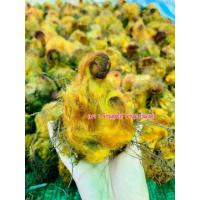 ราคา ว่านลูกไก่ทองนำโชค ไซส์เล็ก (18474379618)