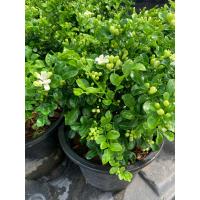 ราคา ต้นแก้วแคระ แก้วมหามงคล แก้วแคระ กระถาง 8 นิ้ว พุ่มสวย ดอกสีขาวจิ๋ว มีกลิ่นหอม แก้วมงคล เป็นไม้ประดับมงคล ความเชื่อดั้งเดิมของเจ้าต้นแก้วแคระที่ว่านี้คือช่วยเสริมดวงโชคลาภ (14691049129)