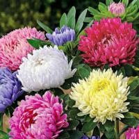 ราคา เมล็ดพันธุ์ดอกแอสเตอร์ ดอกแอสเตอร์ 35 เมล็ด 20 บาท ปลูกได้ตลอดปี พร้อมจัดส่ง มีปลายทาง (3301850873)