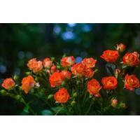 ราคา 30 เมล็ด เมล็ดพันธุ์ ดอกกุหลาบ สีส้ม พันธุ์แคระ กุหลาบจิ๋ว Rose Seed (9107822663)
