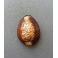 ราคา เบี้ยแก้อุดชันโรงใส่ปรอทไม่ทราบที่ค่ะ (14891221046)