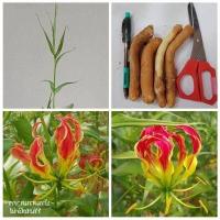 ราคา ดองดึง หัวฟาน 3หัว ชุด หัวขวาน พันมหา Gloriosa Superba (7994606566)