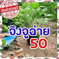 ราคา ต้นจิงจูฉ่าย ถุงใหญ่ ถุงละ 50 บาท ต้นโต แข็งแรงพร้อมปลูก จิงจูไฉ่ จินจูฉ่าย สมุนไพรใส่ในต้มเลือดหมู ขับลม บำรุงไต (12668837312)