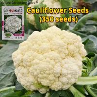 ราคา เมล็ดพันธุ์ กะหล่ำดอก ประมาณ 350 เมล็ด Cauliflower Seeds Organic Vegetable Seeds for Planting เมล็ดกะหล่ำดอก เมล็ดพันธุ์ผัก ผักสวนครัว บอนไซ บอนสี ผักออร์แกนิก พันธุ์ผัก เมล็ดผัก เมล็ดพันธุ์แท้OP เมล็