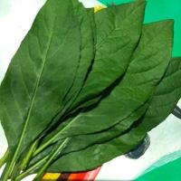 ราคา หนานเฉาเหว่ย ป่าช้าเหงา สด100กรัม (20628025705)