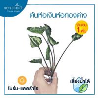 ราคา ต้นไม้เลี้ยงน้ำได้ จำนวน 1 ต้น ต้นไม้ฟอกอากาศ ต้นไม้ พลูด่าง พลู พลูด่างฟอกอากาศ ไม้น้ำ (19725061818)