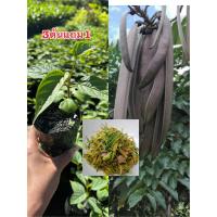 ราคา ต้นเพกาหรือต้นลิ้นฟ้า พันธุ์ต้นเตี้ย สั่ง 3แถม1ถุง ต้นเตี้ยดกฝักดก ฝักใหญ่ (18646318996)
