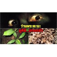 ราคา 3เหง้า สดๆ หัวใหญ่ๆ ตามรูป ออเดอร์ ว่านพะตะบะ ว่านไทยมงคล (9107876041)