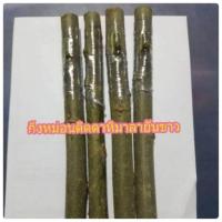 ราคา กิ่งหม่อนติดตาหม่อนหิมาลายันขาวลูกยาว รสหอมหวานปานน้ำผึ้ง (1079754463)