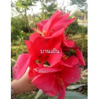 ราคา พุทธรักษา 15สีให้เลือก ตัดใบล้างราก ไม้มงคล หน่อ เหง้า ต้นพุทธรักษา พุทธรักษา (12956305489)