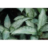 ราคา ต้นอุดมทรัพย์ Aglaonema อุดมทรัพย์ ไม้มงคล หมายถึง ร่ำรวยเงินทองและมีบารมี อุดมไปด้วยทรัพย์ กระถางขนาด 3 นิ้ว (20978147994)