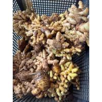 ราคา 2 เหง้า ว่านมหาเสน่ห์ เป็นว่านเสี่ยงทายโชคลาภและเสน่ห์เมตตามหานิยม (21072944669)