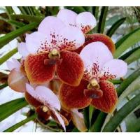 ราคา 30 เมล็ดพันธุ์ เมล็ดกล้วยไม้ ฟาแลนนอปซิส Phalaenopsis Orchids Orchid flower seed อัตราการงอก 80 85 (11650983285)