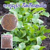 ราคา เมล็ดพันธุ์ ผักสลัดอกูล่า ร็อคเก็ต อากูรูล่า เมล็ดพันธุ์ ร็อคเก็ต 90 300 เมล็ด ซื้อ 10 แถม 1 คละได้ (15174142116)